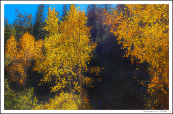 Golden aspen trees silhouetted against a dark pine forest