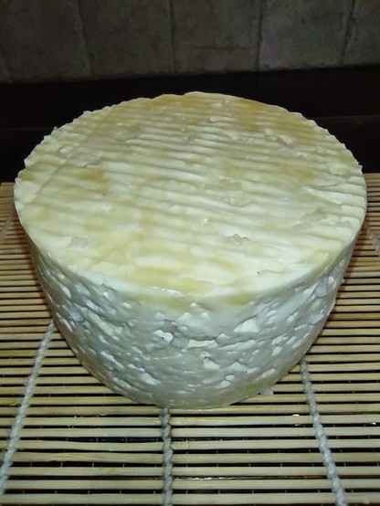 a small wheel of fresh homemade cheese. the cheese will be aged for 1-2 months.