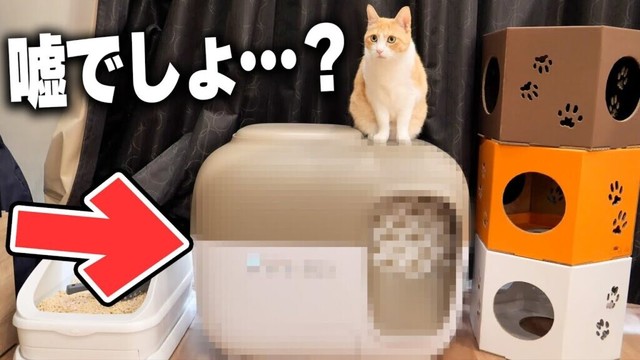 ロビンがトイレ以外でオシッコを撒き散らしていたら、家に信じられない物が送られてきました…【驚愕】