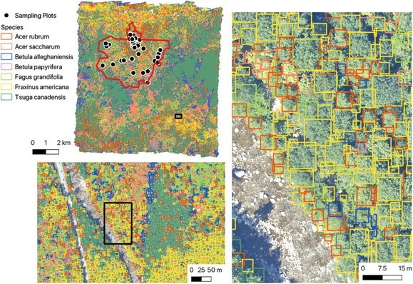 Pictures of the BART NEON site with tree crowns indicated by boxes of different colors for different species at three scales: 1) The full site and surrounding region; 2) 500 m x 250 m; and 3) 90 m x 150m. The largest scale exhibits clusters and gradients of different colors. At the middle scale small boxes can be seen clustered by color. At the finest scales tree crowns can be seen surrounded by boxes of different colors.