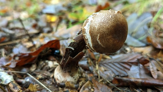Champignon entouré de végétaux