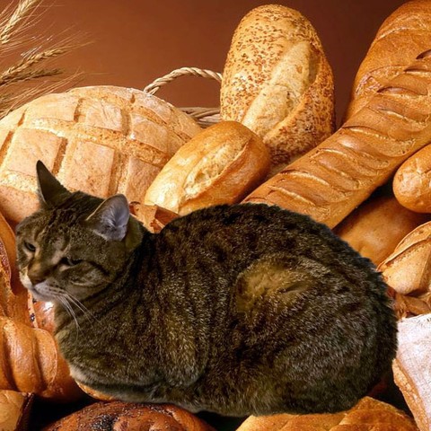 Image of a cat in a relaxed crouch known as Cat Loaf, set against many loaves of bread, some of which are the same shape.