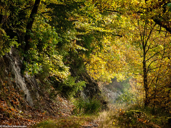 A photograph of a path through a forest in fall colors in counterlight.
Bachlight shines through a dense mosaic of foliage in green, russet and gold colors. Trunks, branches and twigs of trees and shrubs are depicted as black silhouettes. 
The light is coming from off the center right, giving the appearance of a luminous tunnel. On the left, the light brushes a rock cliff (or small quarry). 
From the foreground left diagonally to the background, a trail covered by withered grass is leading into the light.