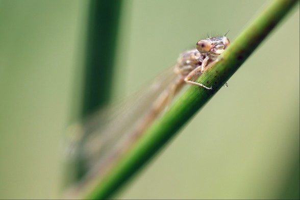 Closeup of an orange-brown damselfly lying along a diagonal green reed stem. Only the head and one pair of feet are in focus, the rest disappearing into background blur.