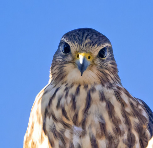 Raptor with gray-streaked crown, white throat, dark eyes, and streaky breast looking into the camera