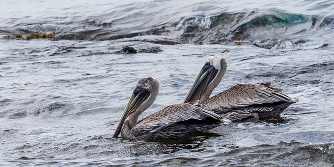 Two pelicans glide along the sea.