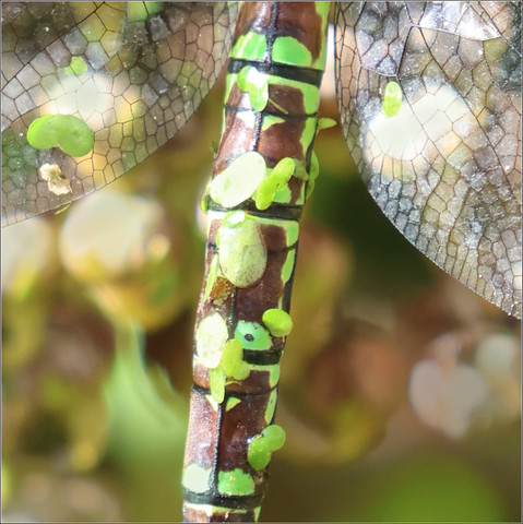 Dagonfly camouflage