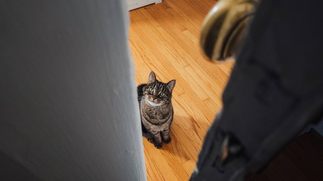 Cat looking longingly through cracked door