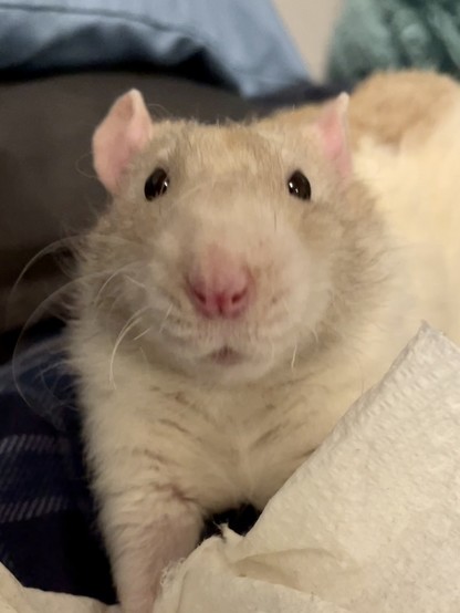 A pet rat looking into the camera with a "WHAT?!" look on his face.