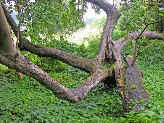 Ein alter Baum in Schleswig-Holstein 2007. Vier Äste schon nah dem Boden verzweigt, inmitten von dichtem Grünbewuchs.
