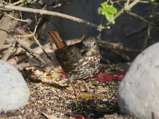 A Fox Sparrow (sooty subspecies) on the ground between two rocks, looking directly at me
