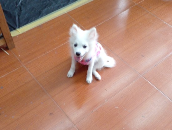 a photo of a small white fluffy dog, wearing a pink shirt, sitting on an orange-brown tile floor