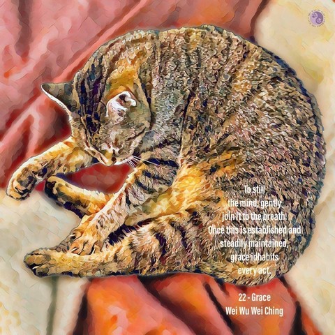 A brown tabby cat is curled in a circle with his tabby stripes looking like cinnamon roll markings. And behind him, a sprawl of red and white blanket with a quote in text.
To still
the mind, gently
join it to the breath.
Once this is established and
steadily maintained,
grace inhabits
every act.
22 - Grace
Wei Wu Wei Ching