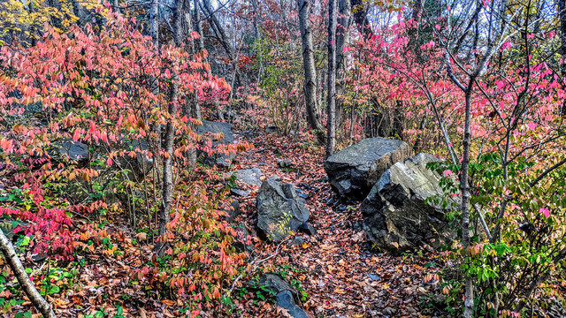 A forest footpath through a patch of shrubs holding on to autumn colors: bright green, red, orange and gold. Glossy and jagged dark gray boulders are scattered across the forest floor, along with many freshly fallen leaves. The sky is the pale blue of early evening.