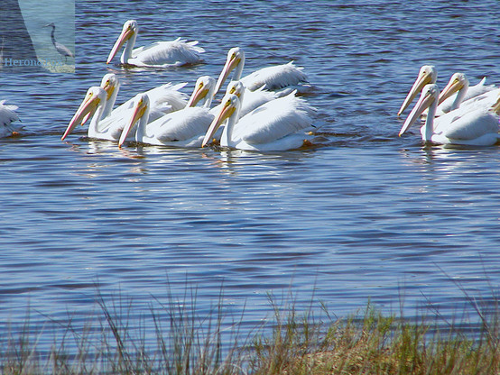 An outdoor, daylight photograph of several white birds with long, yellow bills, sitting on calm, blue water with some dry brownish-green grass in the foreground.