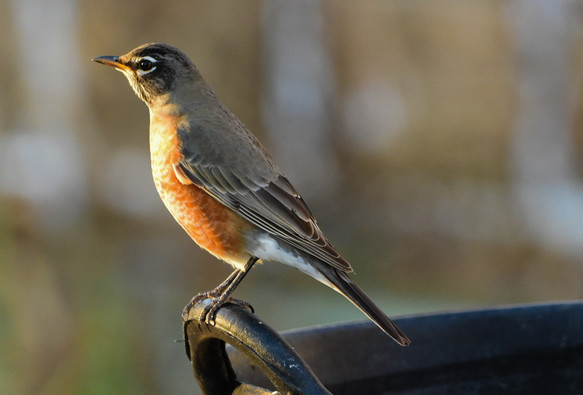 The American Robin is actually a thrush. It has a orange belly and black eyes with a white eye ring.