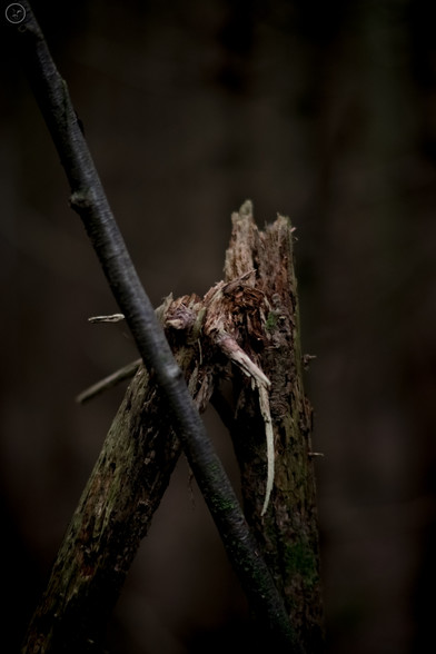 Shot focused on broken bent over branch, out of focus back ground of trees
