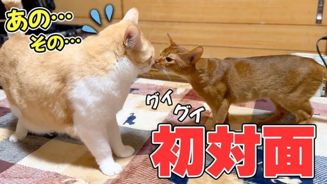 怖いもの知らずな子猫とロビンがついに初対面!!遠慮なしに突っ込んでくる子猫にロビンがまさかの行動へ…