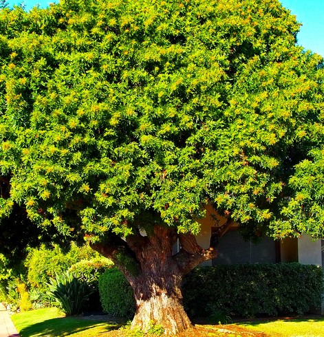 Brazillian Pepper Tree