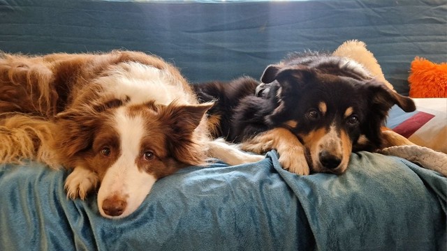 Zwei Hunde brÃ¤sig auf dem Sofa