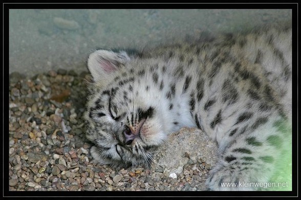 A picture of a snow leopard.