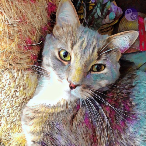 The head and shoulders of a fluffy gray tabby cat with a prominent white bib and golden eyes has a photo filter lending touches of color around the cat tree he is lounging in to illustrate the many parts of his personality.