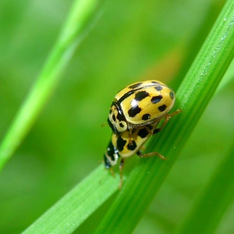 Die zwei gelben Käfer mit schwarzem Punkten vergnügen sich auf einem grünen Stängel.