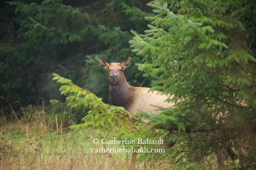 A female Roosevelt elk partially hidden behind a pine tree. She just noticed my presence and looks at me.