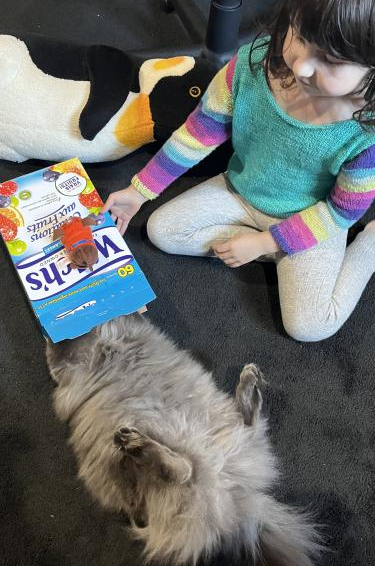 A child wears a teal shirt with rainbow sleeves that is hand knit, while nearby, a cat has stuffed itself into a box, legs and tail hanging out askew.