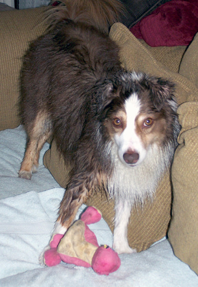 A wet, brown and white Mini-Australian Shepherd stands on a towel covered couch with his pink, stuffed dragon toy.