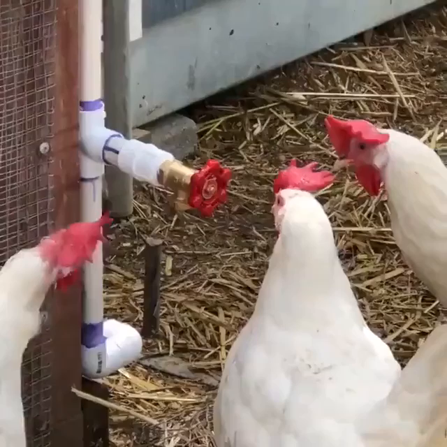 chickens with red combs confusedly picking at a red faucet handle