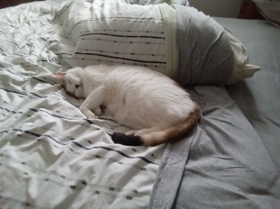 Elaine the mostly white cat sleeps on her side on a bed with her front paw cricked