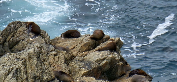 Fur seals on rocks