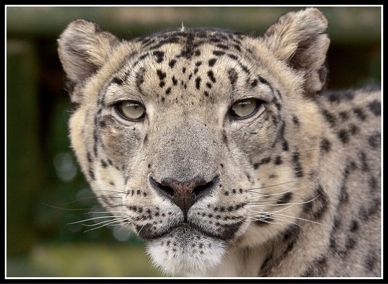 A picture of a snow leopard.