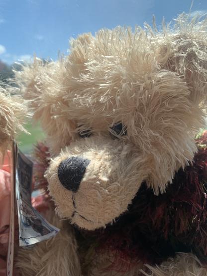 Sherlock Holmes is a pale gold bear with a long snout which he likes to stick into mysteries.