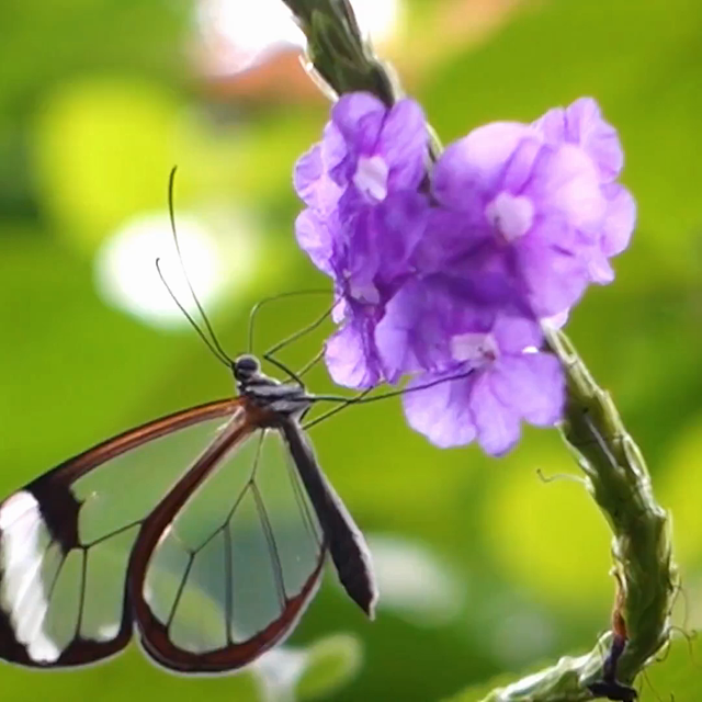 The magnificent #GreatOto or #Glasswing #Butterfly flits around #SouthAmerica with mostly transparent wings to protect them from predators. Yet they face #extinction from #deforestation. #Boycottpalmoil #Boycott4wildlife  https://palmoildetectives.com/2023/03/08/uncovering-secrets-of-the-glasswing-butterflys-see-through-wings/ vía 
@palmoildetectives
