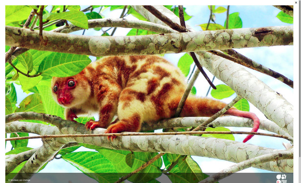 The Blue-eyed Spotted Cuscus is a critically endangered #marsupial in #WestPapua. Help them keep their forest home with some simple changes to how you shop #Boycottpalmoil #Boycott4Wildlife in the supermarket!  

@palmoildetectives.bsky.social https://palmoildetectives.com/2021/01/26/blue-eyed-spotted-cuscus-spilocuscus-wilsoni/