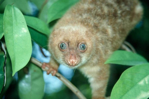 The Blue-eyed Spotted Cuscus is a critically endangered #marsupial in #WestPapua. Help them keep their forest home with some simple changes to how you shop #Boycottpalmoil #Boycott4Wildlife in the supermarket!  

@palmoildetectives.bsky.social https://palmoildetectives.com/2021/01/26/blue-eyed-spotted-cuscus-spilocuscus-wilsoni/