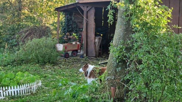 Hund blickt durch herbstlichen Garten