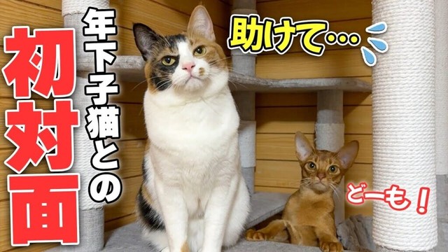 生まれて初めて子猫と出会って接し方がわからず大困惑してしまう三毛猫。そして猫たちの関係性にも徐々に変化が…?