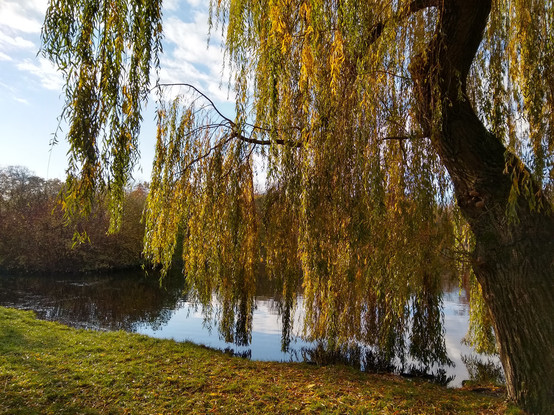 A pond in the park visible through a weeping willow. The thick trunk of the tree is visible on the right, and grows leaning to the left, then zigzags back right in the middle. The leaves are green and yellow, suspended just above the water. The water is reflecting the blue sky with some white clouds that is also visible through the willow, and on the top-left part of the picture. Thick shrubs are growing inside the pond to the far left.