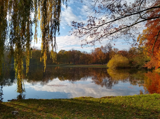 Another shot at the same pond. The weeping willow is now at the left edge, and a few high branches with scarce orange leaves of another tree is visible to the right. Another orange-leaved tree is visible further along the right bank, and a thick yellow shrub near the far bank. More park is visible on the other side of the bank, with trees in autumn colors further on. The pond is reflecting the blue-white sky nearby, and the trees further on. The same sky is clearly visible above.