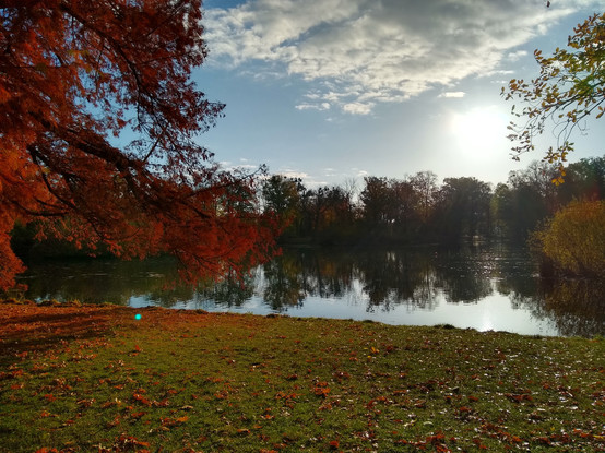 The third photo of the same pond. A tree thickly covered by orange-red leaves is visible to the left. The yellow shrub is visible to the right. To the front, the grass is covered with orange leaves, especially thick below the left side tree. The scarcer leaves scattered to the right side are shining in the sun. The water is mostly reflecting trees on the other side, that themselves seem dark green because of the bright sunlight. There is a cloudless blue horizontal band in the middle of the sky, with brightly shining sun on the right. Behind the trees on the other edge and above it, white clouds are visible.
