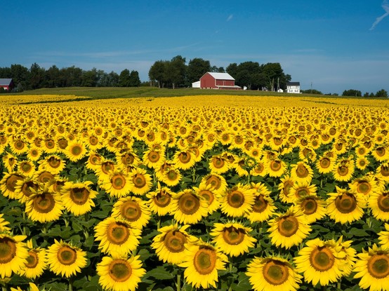 Color image of a field of sunny sunflowers in a Northeast Ohio, USA farm field.