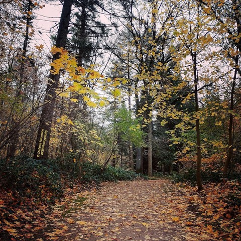 A foliage-covered path through autumnal woods.