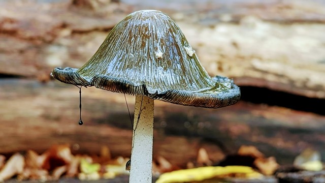 Haut de champignon trÃ¨s arrondi avec des bords revenant