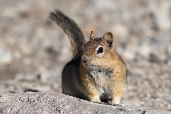 A Golden-mantled Ground Squirrel looking into the camera while sitting atop a rock. It has long whiskers and a brown patch atop its head.