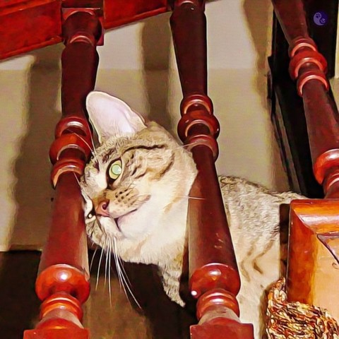 Lit by a flash, a brown tabby kitten head appears between the spindles of a dark wood bannister, with a longing stare, illustrating Kittens Who Love Too Much.