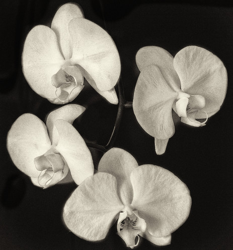 Four orchid flowers against a dark background, toned in sepia.