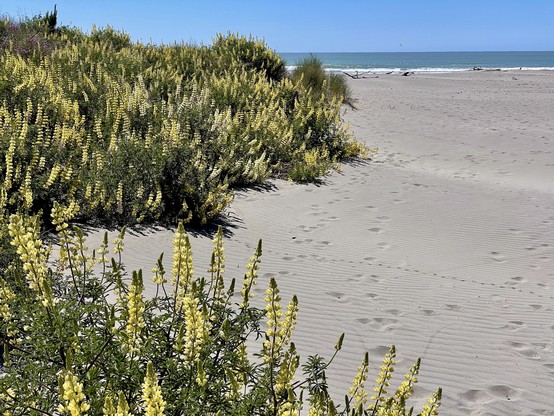 Yellow tree lupins on sandy beach; ocean beyond; footprints from spectators disturb the wind-made waves in the sand